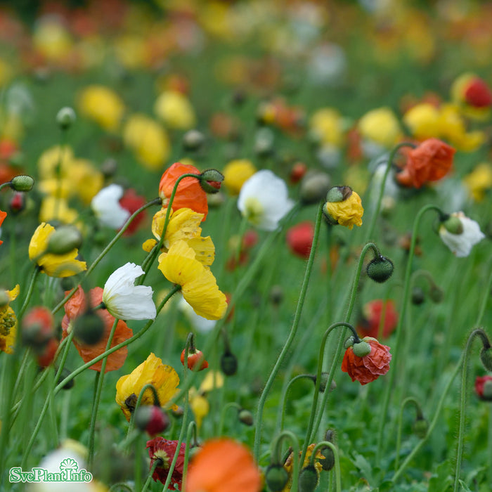 Papaver nudicaule 'Gartenzwerg' A-kval