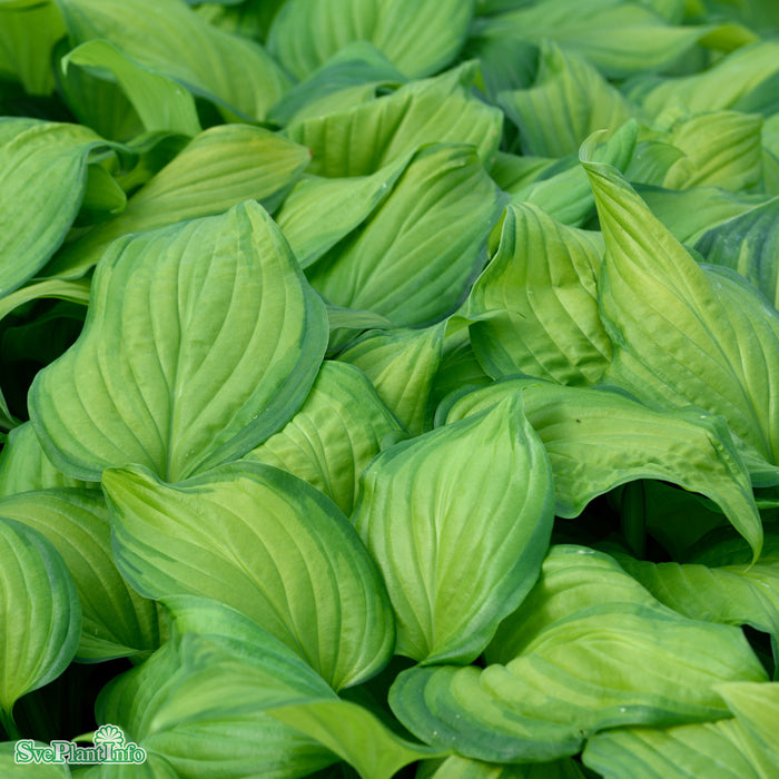 Hosta 'Guacamole' A-kval C2,8