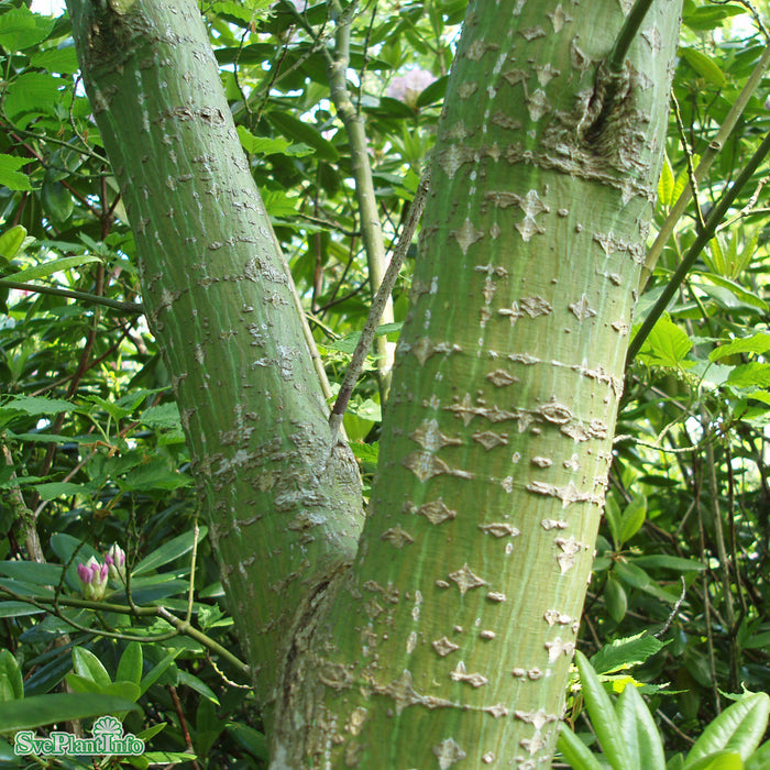 Acer rufinerve Solitär Kl 150-200cm