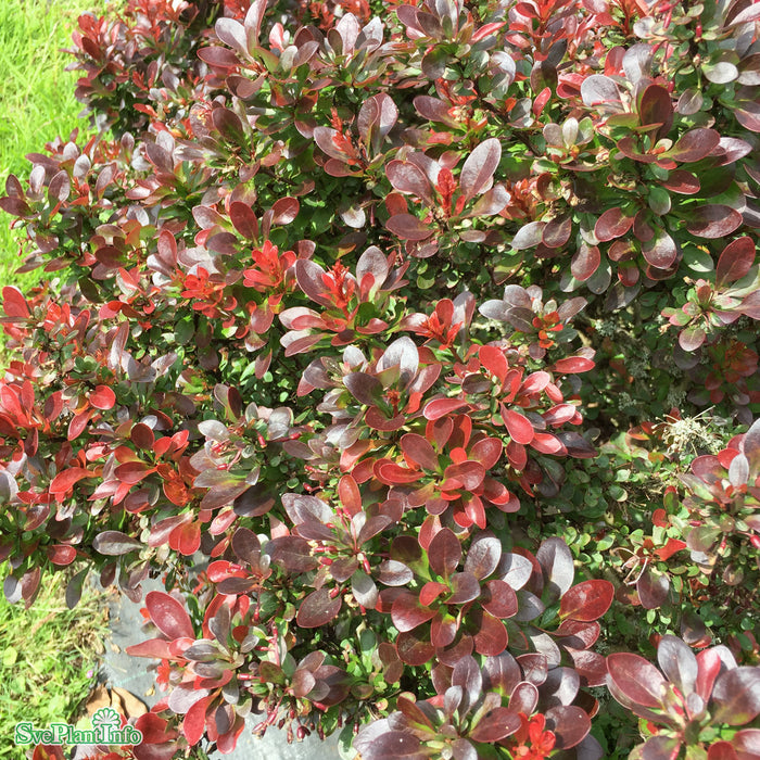 Berberis thunbergii 'Atropurpurea Nana' Busk C4,5 30-40cm