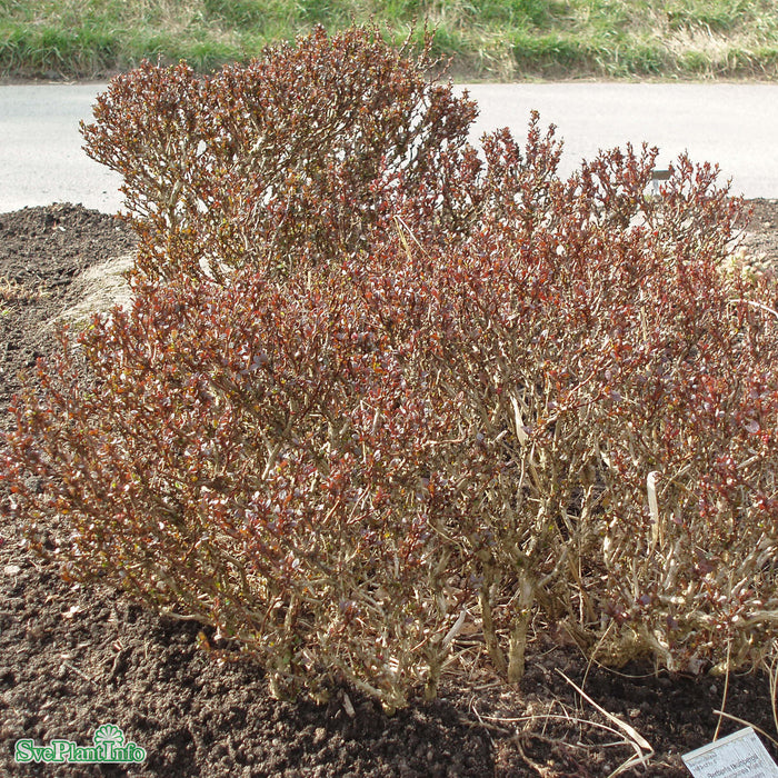 Berberis thunbergii 'Atropurpurea Nana' Busk C4,5 30-40cm