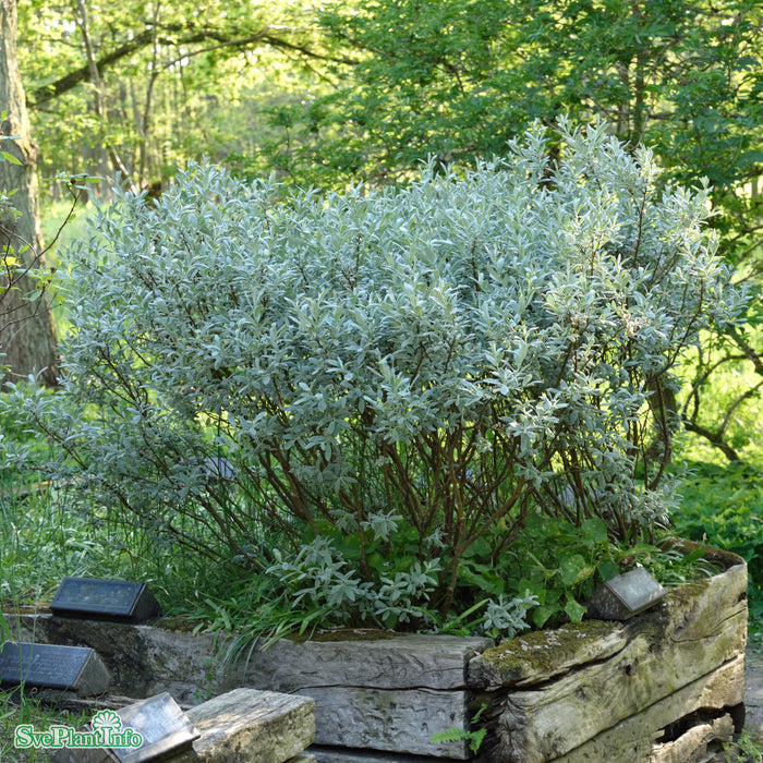 Salix helvetica Stam C10 80cm