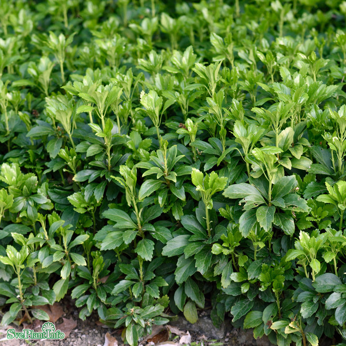 Pachysandra terminalis 'Green Carpet' A-kval
