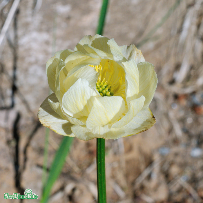 Trollius cultorum 'Alabaster' A-kval