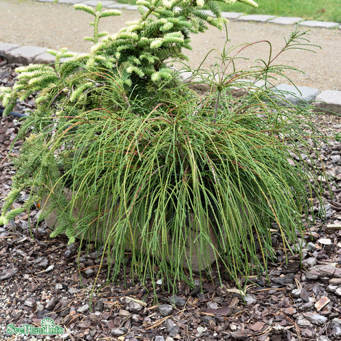 Thuja plicata 'Whipcord' C5 Stam 60cm