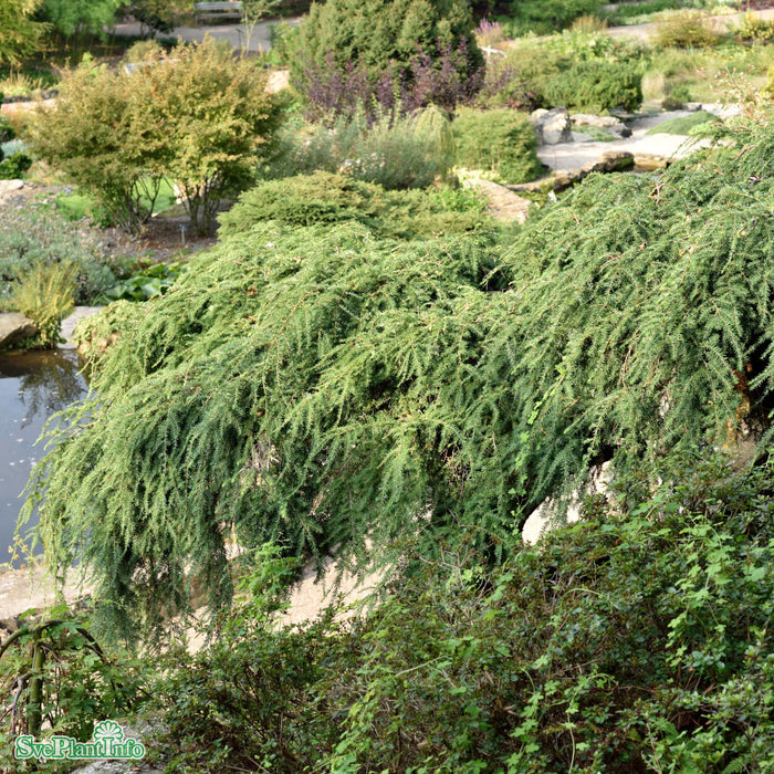 Tsuga canadensis 'Pendula' C4 50-60cm