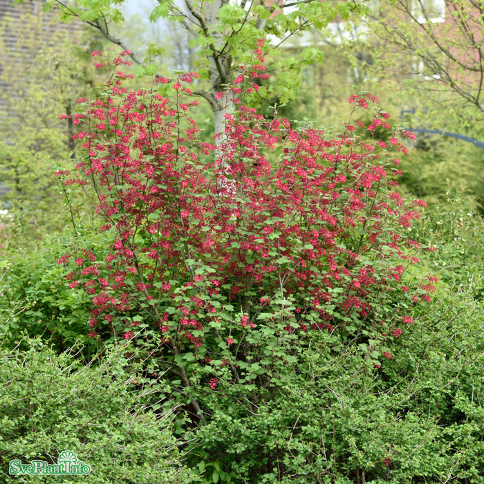 Ribes sanguineum 'Koja' Busk C3,5