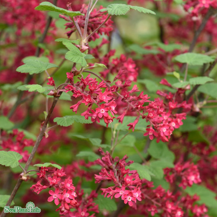 Ribes sanguineum 'Koja' Busk C3,5