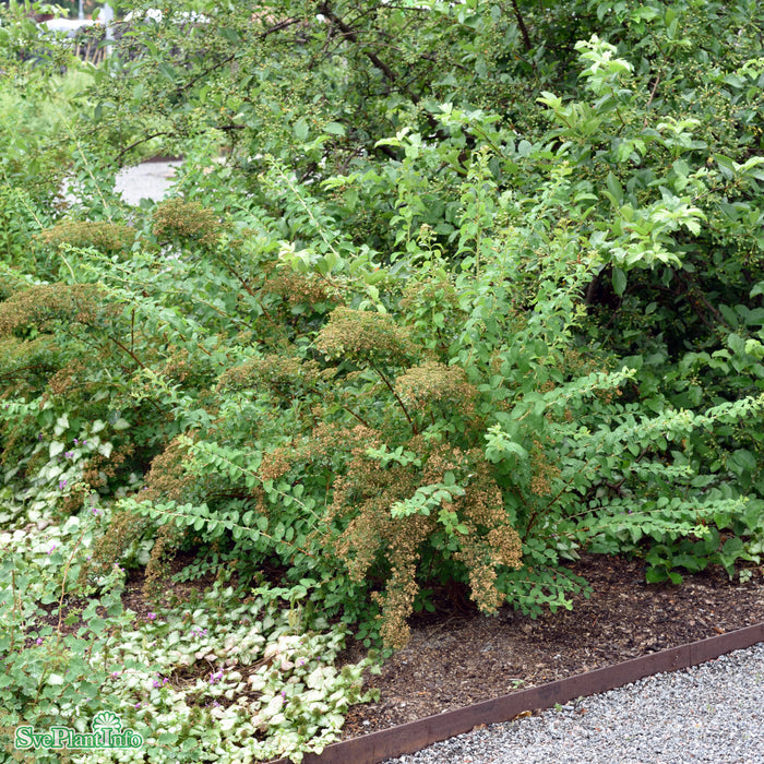 Spiraea nipponica 'June Bride' Busk C3,5