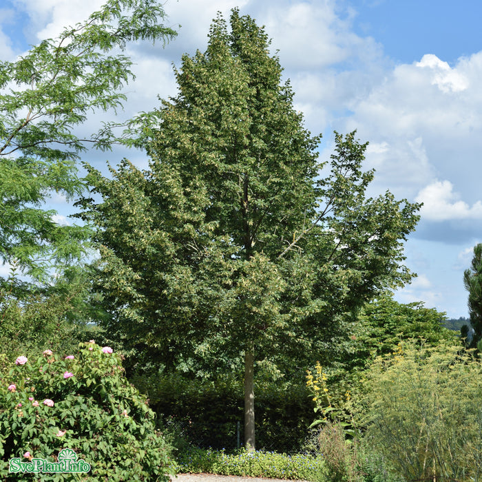 Tilia cordata 'Rancho' Högstam Kl So 12-14