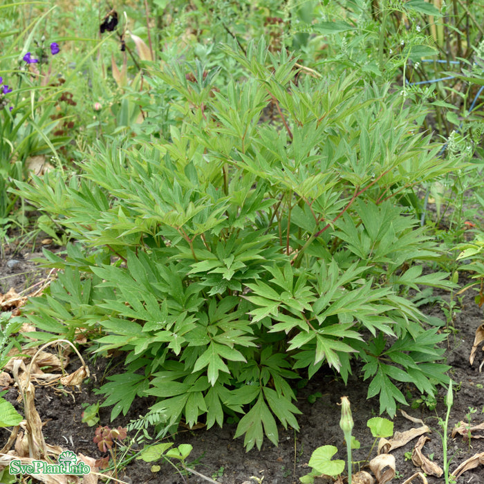 Paeonia (Itoh-Gruppen) 'Julia Rose' A-kval C4