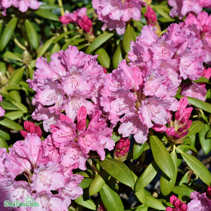 Rhododendron (Yakush.) 'Kalinka' C4,5 25-30cm