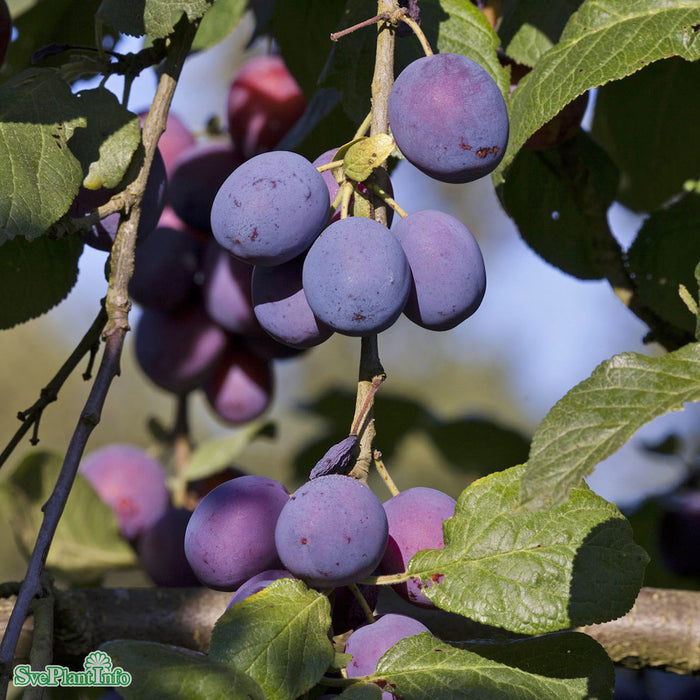 Prunus domestica 'Jubileum' E Stam 4-års A-kval Co