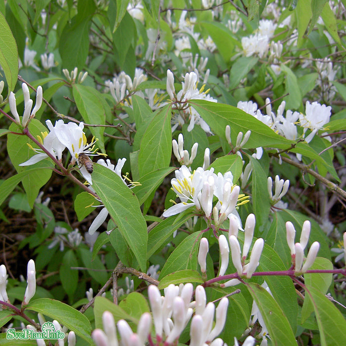 Lonicera maackii 'Kristall' E Sol 80-100 C10