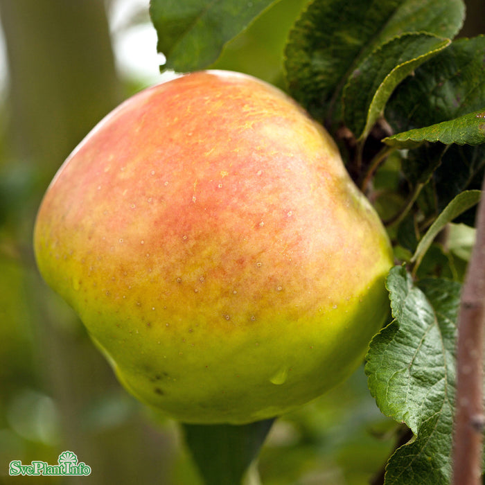 Malus domestica 'Filippa' A2 Stam 2-års A-kval Co