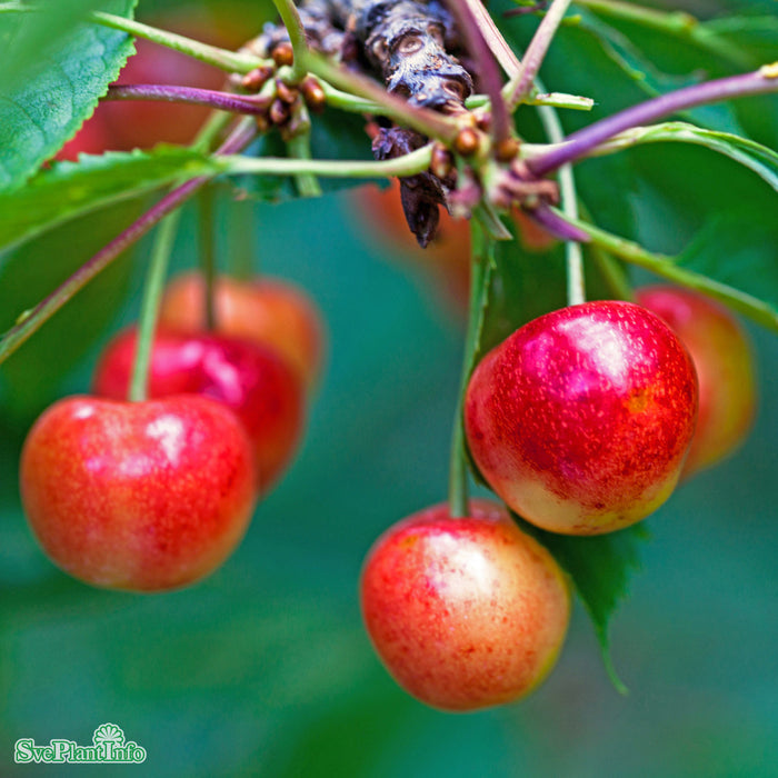 Prunus avium 'Heidi' Stam 2-års A-kval