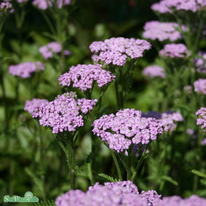 Achillea millefolium 'Lilac Beauty' A-kval