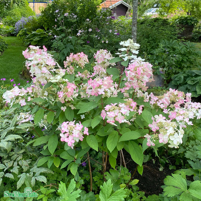 Hydrangea paniculata 'Wim's Red' Busk C6