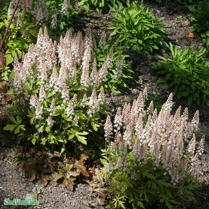 Tiarella 'Pink Skyrocket' C3