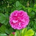 Rosa rugosa 'Thérèse Bugnet' A kval C4