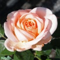 Rosa 'Clair Renaissance' A kval C4