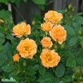 Rosa 'Flaming Cover' A kval C4