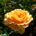 Rosa 'Amber Queen' A kval C4