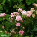 Rosa 'The Fairy' A kval C4