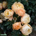 Rosa 'Amber Cover' A kval C4