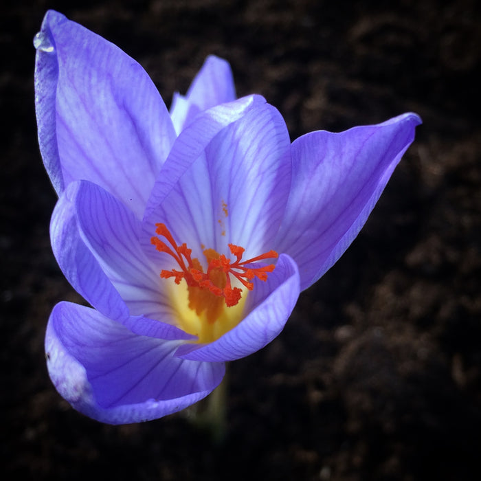 Krokus Cassiope