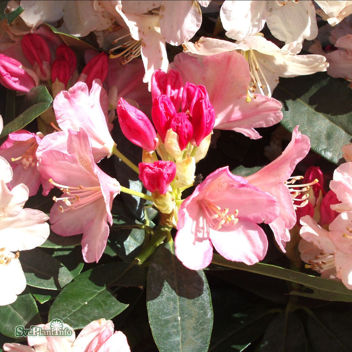 Rhododendron (Yakush.) 'Dreamland' C4,5 25-30cm