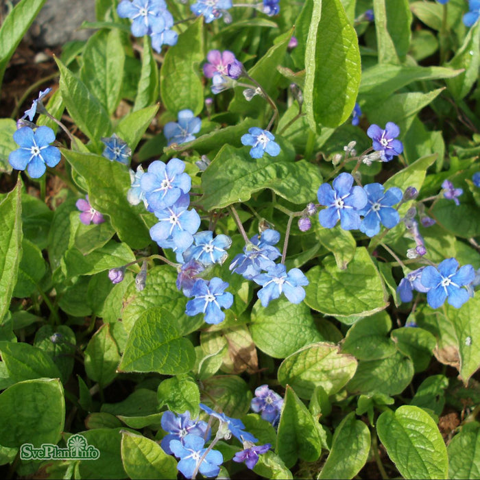 Omphalodes verna A-kval