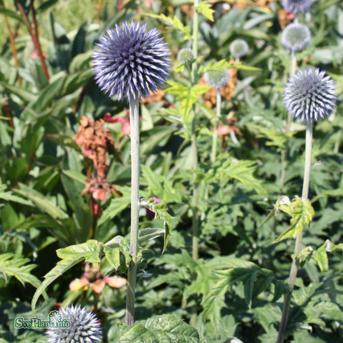 Echinops bannaticus 'Taplow Blue' A-kval