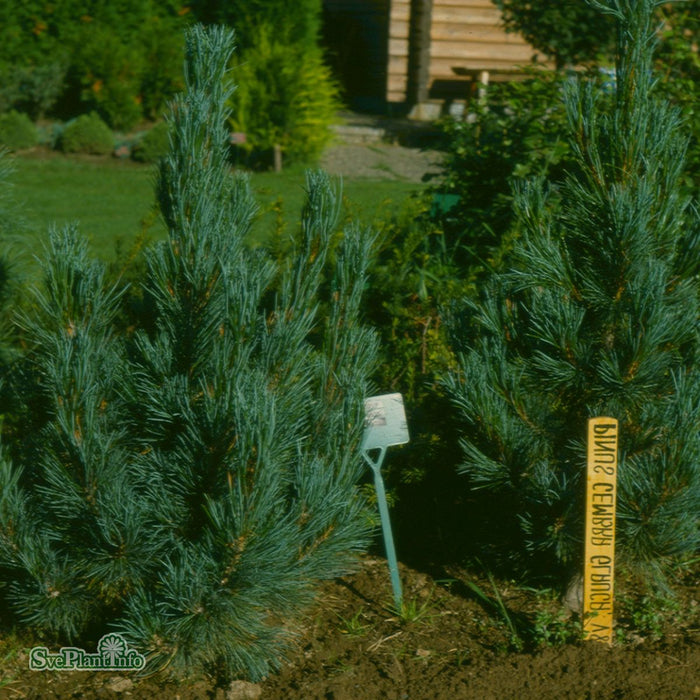 Pinus cembra 'Glauca' C10 50-60cm