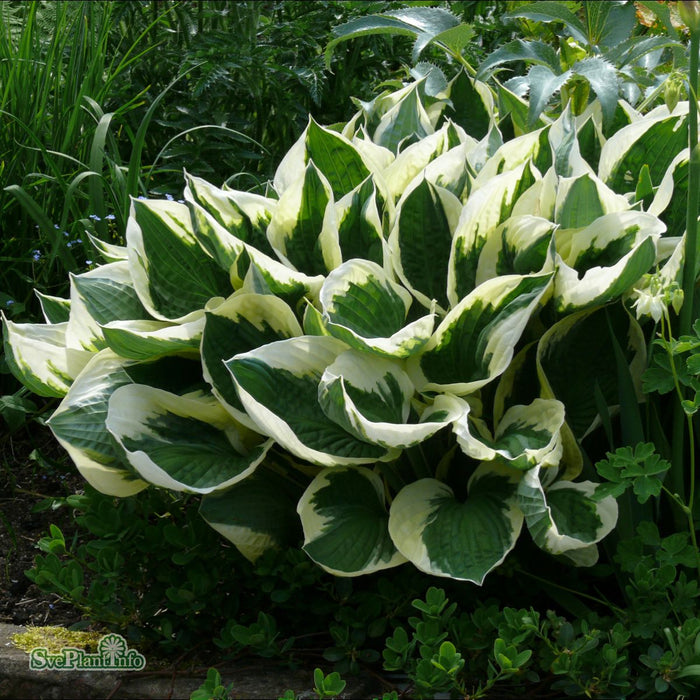 Hosta (Fortunei) 'Patriot' A-kval