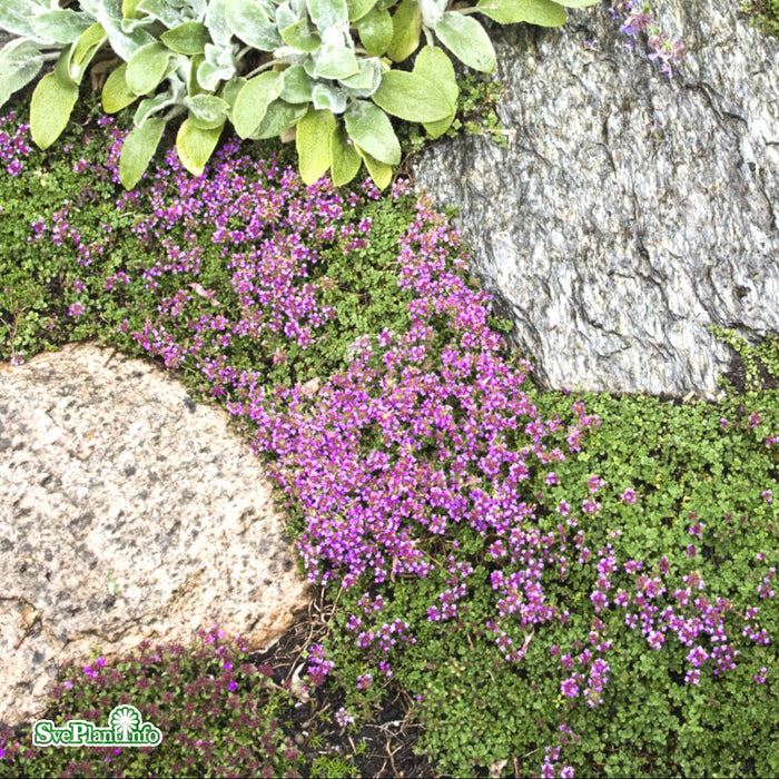 Thymus serpyllum 'Coccineus' A-kval