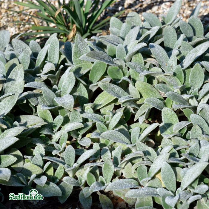 Stachys byzantina 'Silver Carpet' A-kval