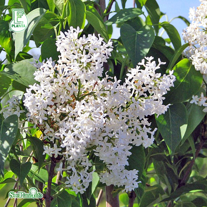 Syringa vulgaris f. alba Fk Veberöd E C5