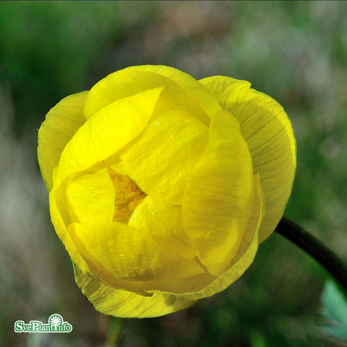 Trollius europaeus A-kval
