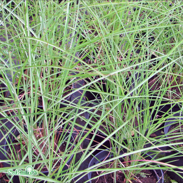 Miscanthus sinensis 'Hermann Müssel' A-kval C2