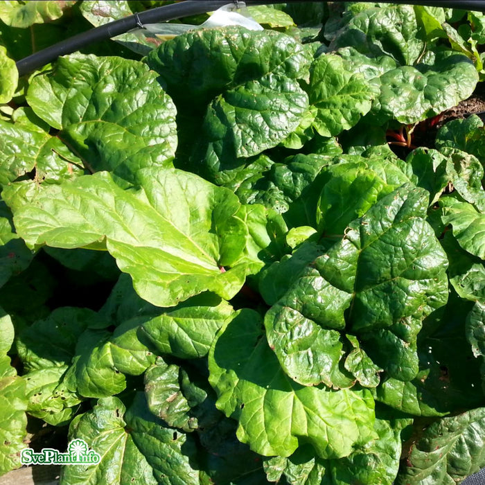 Rheum rhabarbarum 'Elmsblitz' A-kval C3,5