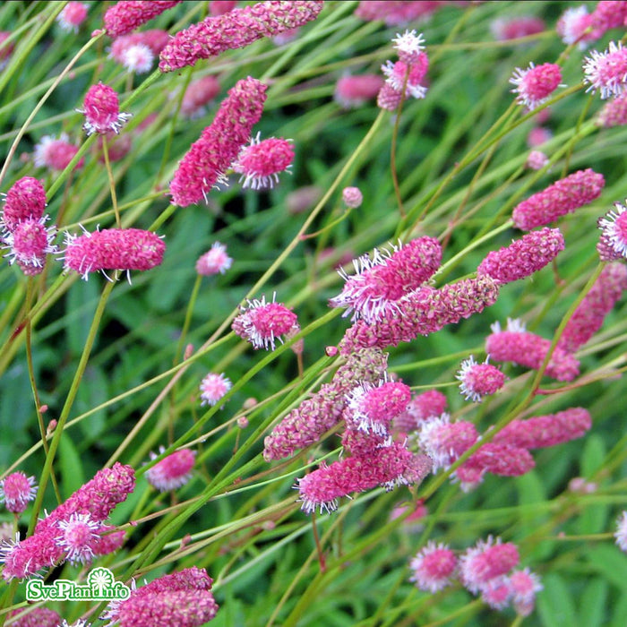 Sanguisorba officinalis 'Pink Tanna' A-kval