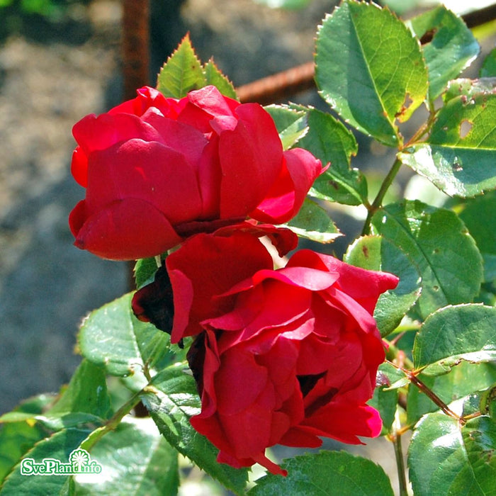 Rosa 'Florentina' A kval C4