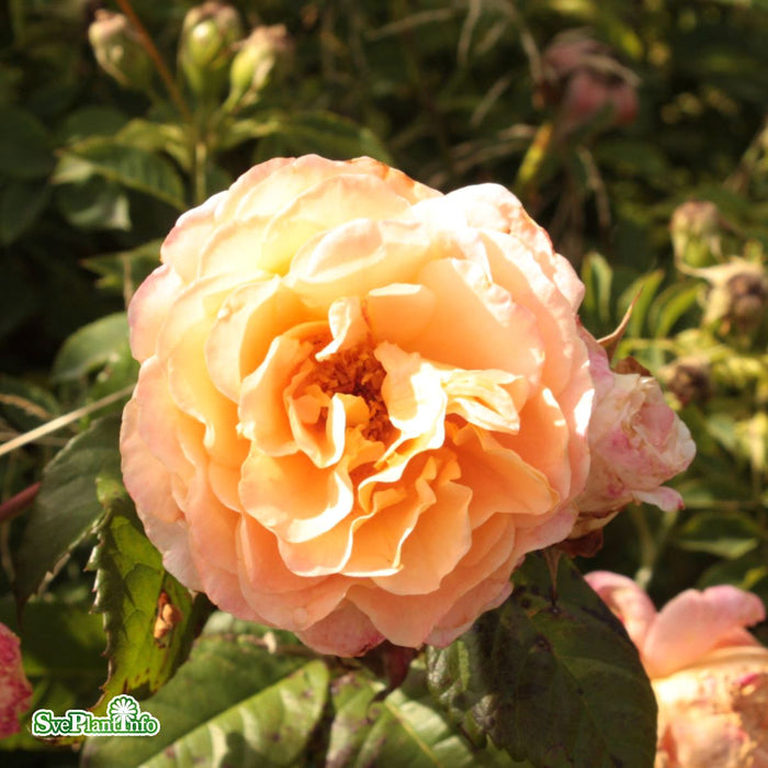 Rosa 'Augusta Luise' A kval C4