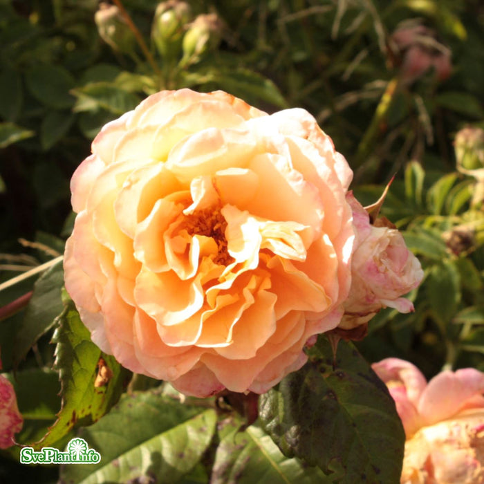 Rosa 'Augusta Luise' A kval C4