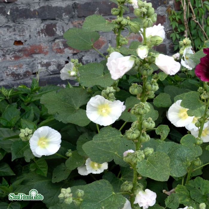 Alcea rosea (Spotlight Series) 'Polarstar' A-kval