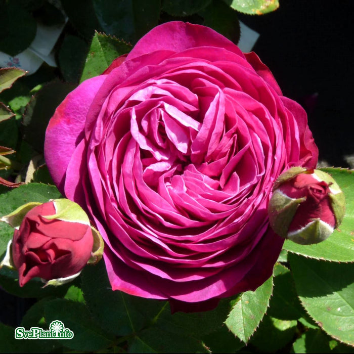 Rosa 'Heidi Klum Rose' A kval C4