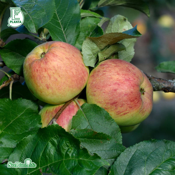Malus domestica 'Höstdessert' E A2 Stam 2-års A-kval Co