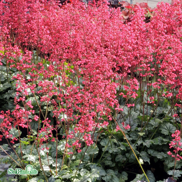 Heuchera 'Paris' A-kval C3