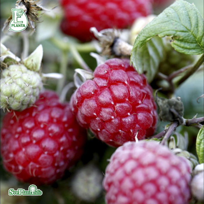 Rubus (Hallon) 'Glen Ample' E A-kval C2